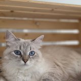 Astra, chatte Sibérienne de SiberStar