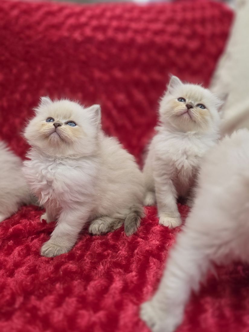 Deux chatons Sibériens SiberStar sur un plaid rouge