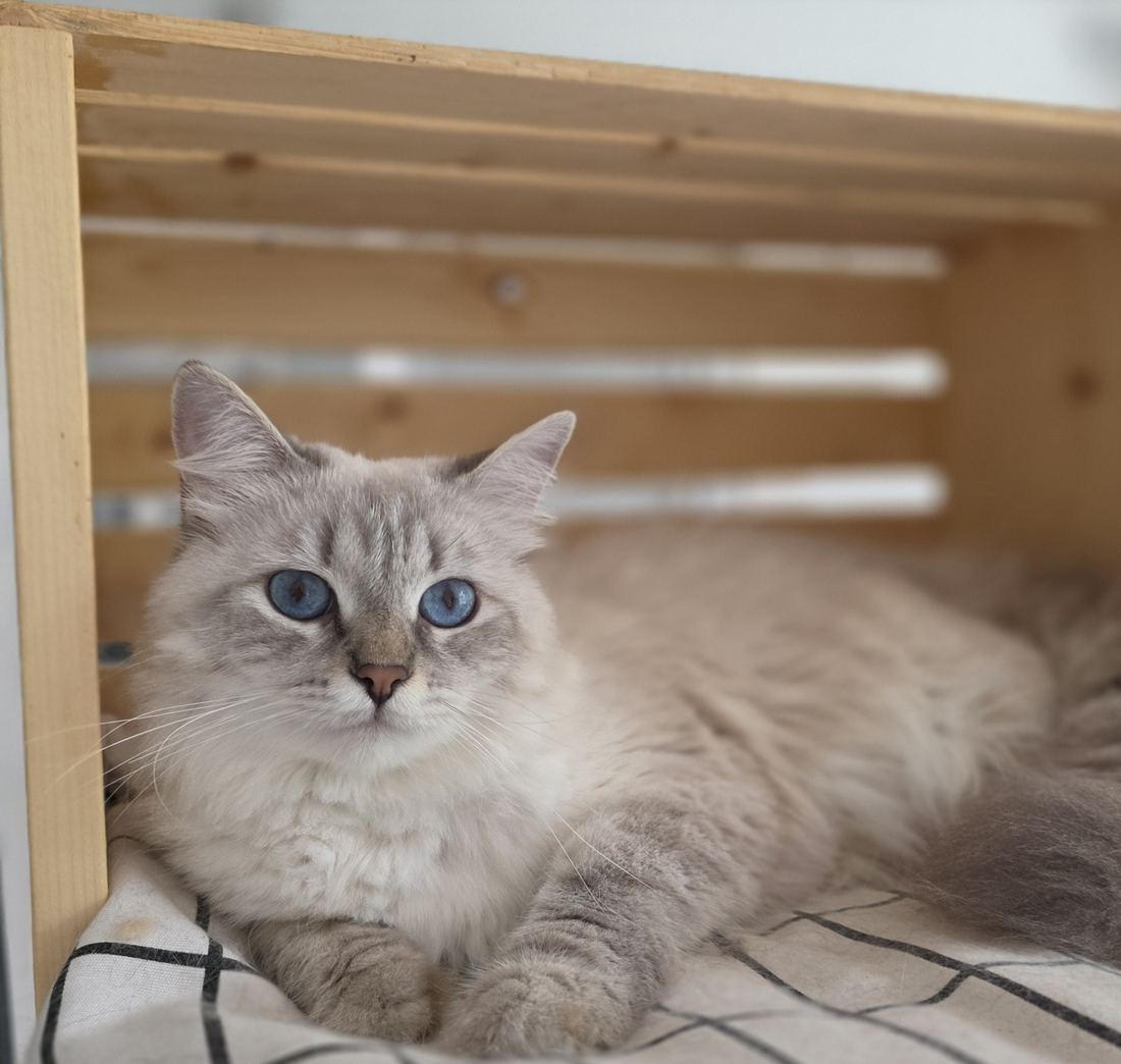 Astra, chatte Sibérienne reproductrice de la chatterie SiberStar