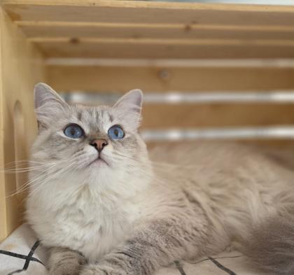 Astra, chatte Sibérienne SiberStar