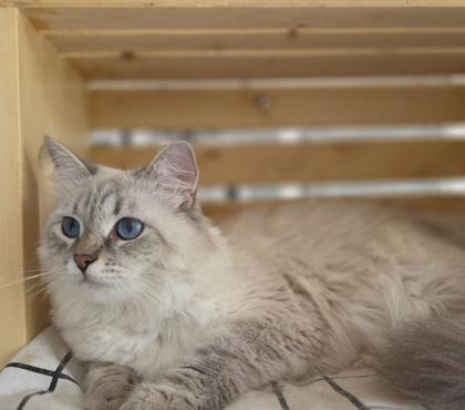 Astra, chatte Sibérienne SiberStar