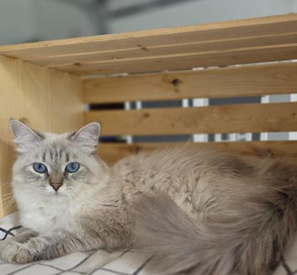 Astra, chatte Sibérienne SiberStar