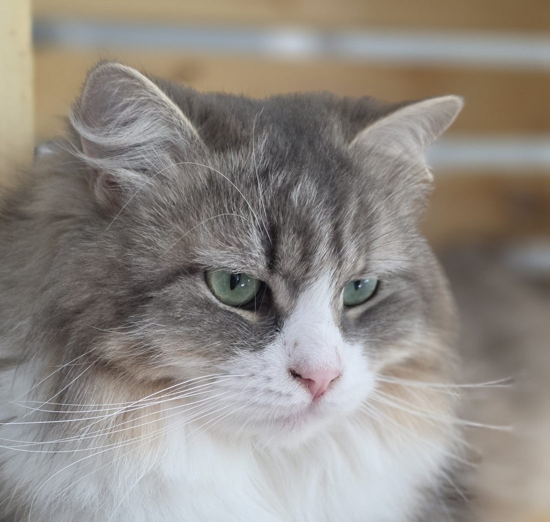 Camelia, chatte Sibérienne de SiberStar