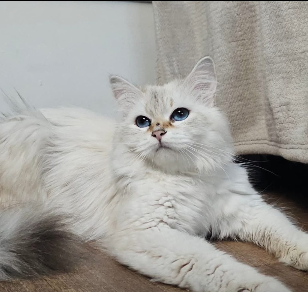 Rosalia, chatte Sibérienne de SiberStar