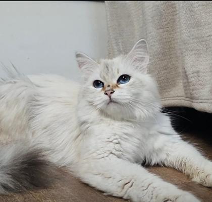 Rosalia, chatte Sibérienne SiberStar