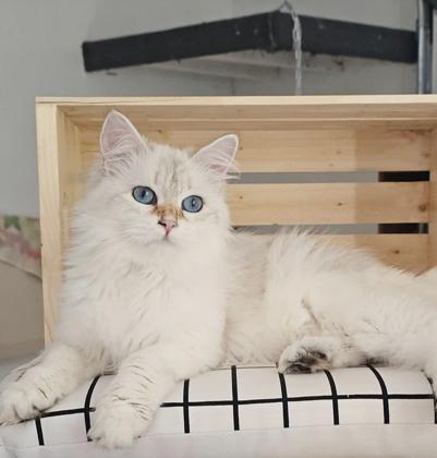 Rosalia, chatte Sibérienne SiberStar