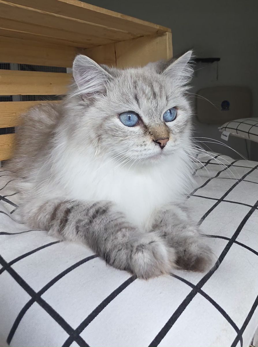 Margarita, chatte Sibérienne SiberStar