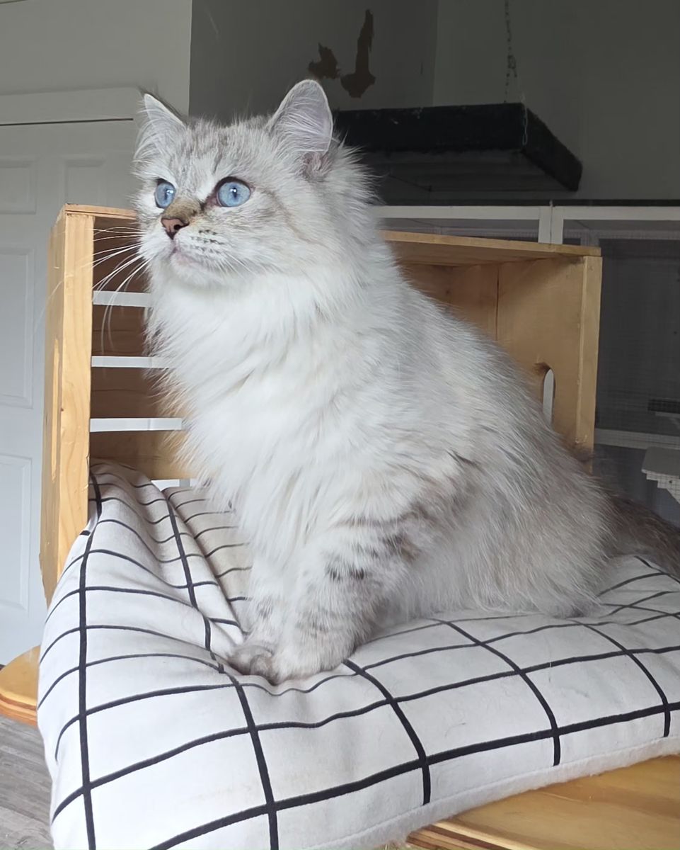Margarita, chatte Sibérienne SiberStar