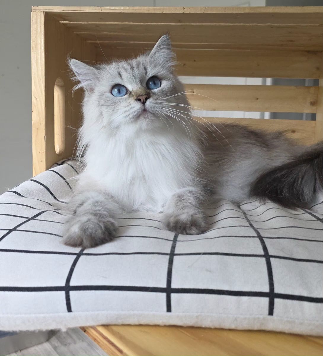 Margarita, chatte Sibérienne SiberStar