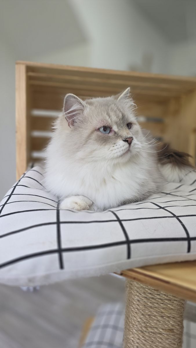 Azur, chat reproducteur mâle SiberStar