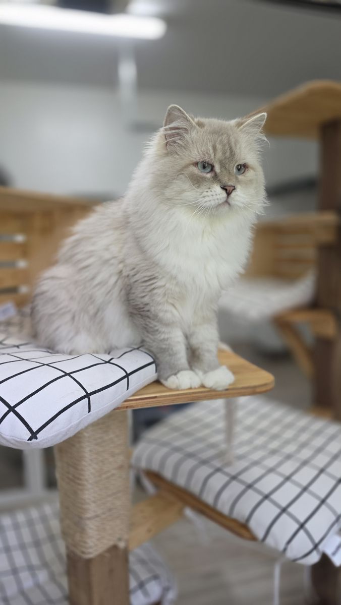 Azur, chat reproducteur mâle SiberStar