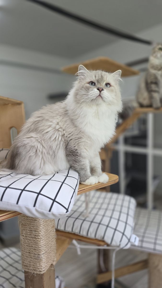 Azur, chat reproducteur mâle SiberStar