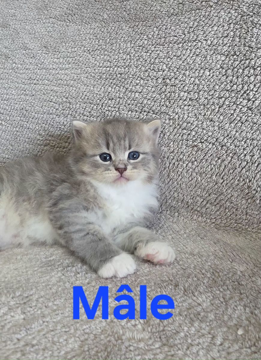 Chaton, portée du 19 août 2026, SiberStar