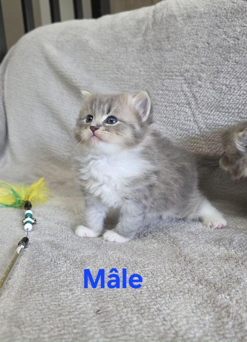 Chaton, portée du 19 août 2026, SiberStar