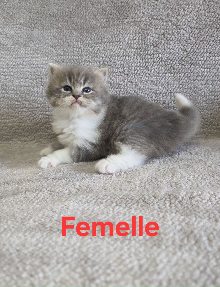 Chaton, portée du 19 août 2026, SiberStar