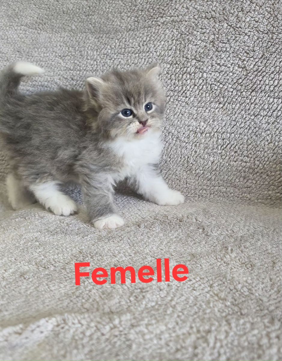 Chaton, portée du 19 août 2026, SiberStar