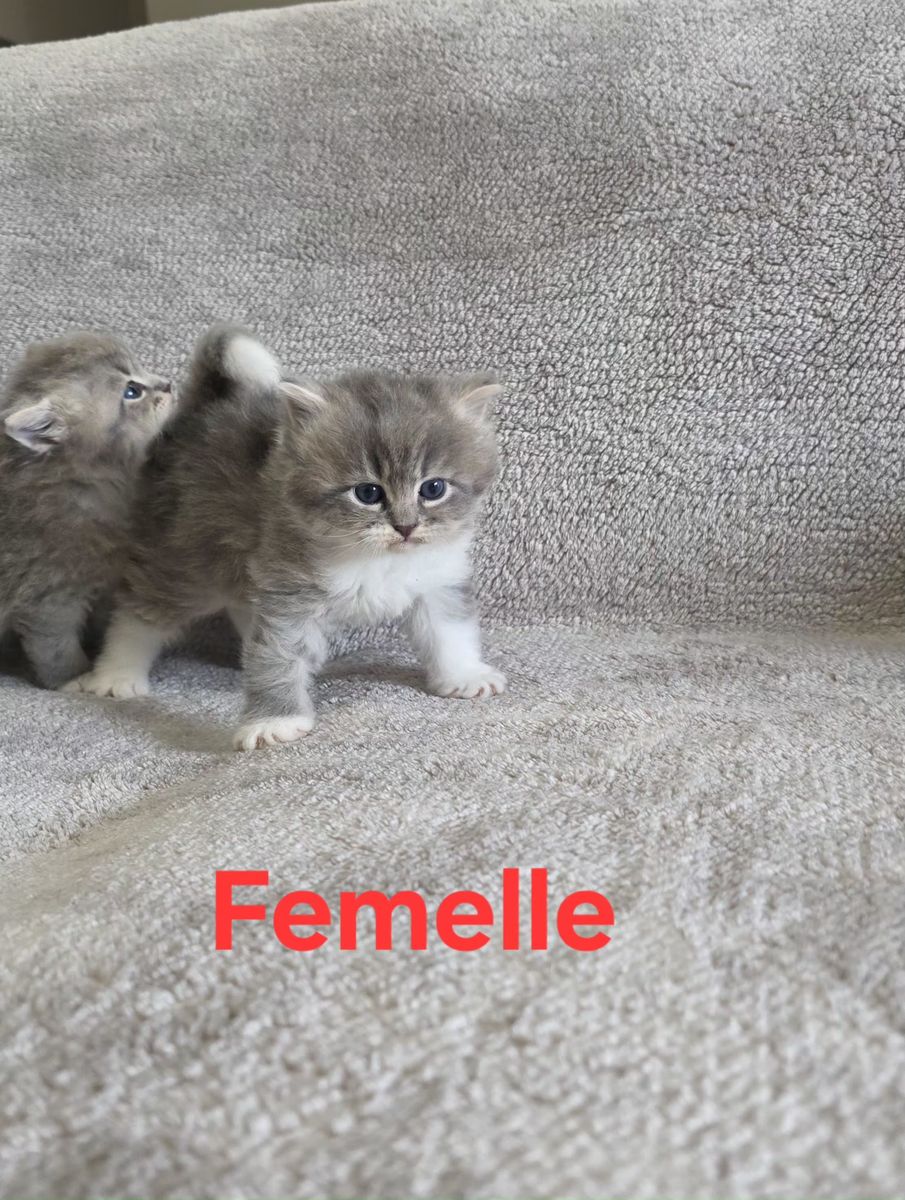 Chaton, portée du 19 août 2026, SiberStar