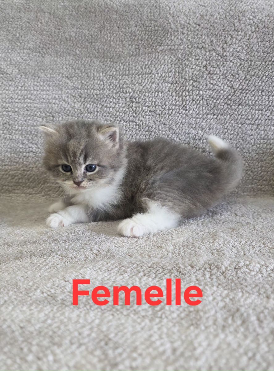 Chaton, portée du 19 août 2026, SiberStar