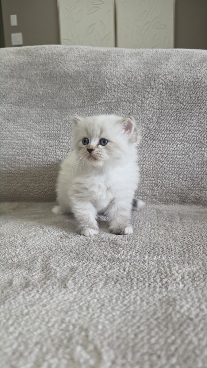 Chaton, portée du 15 août 2026, SiberStar