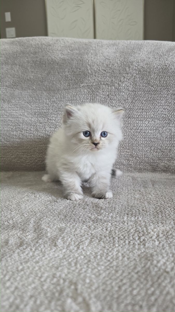Chaton, portée du 15 août 2026, SiberStar