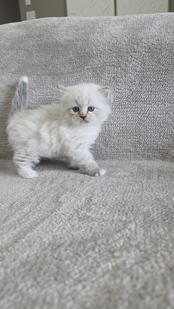 Chaton, portée du 15 août 2026, SiberStar