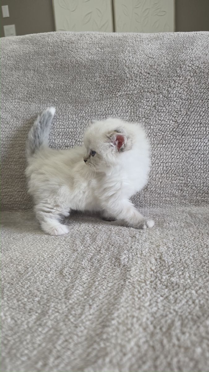 Chaton, portée du 15 août 2026, SiberStar