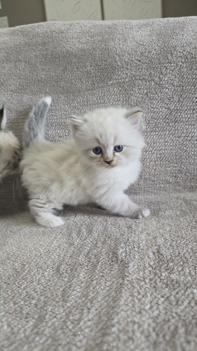 Chaton, portée du 15 août 2026, SiberStar