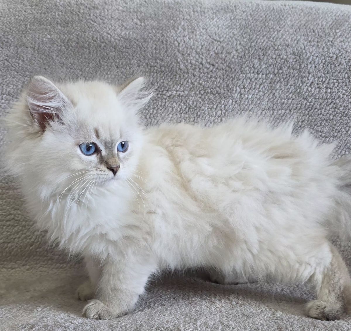 Chaton, portée du 27 juin 2026, SiberStar