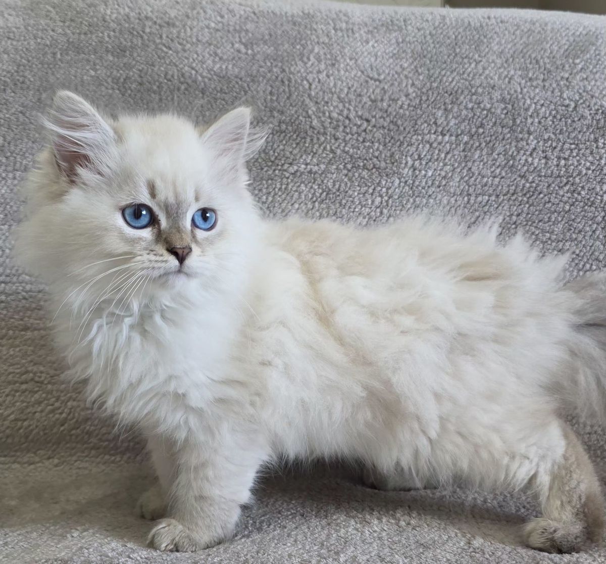 Chaton, portée du 27 juin 2026, SiberStar