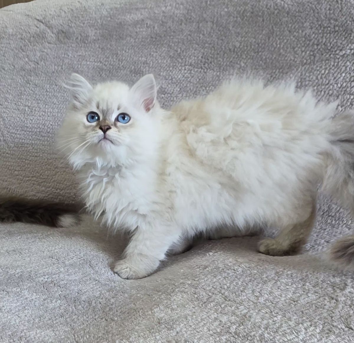 Chaton, portée du 27 juin 2026, SiberStar