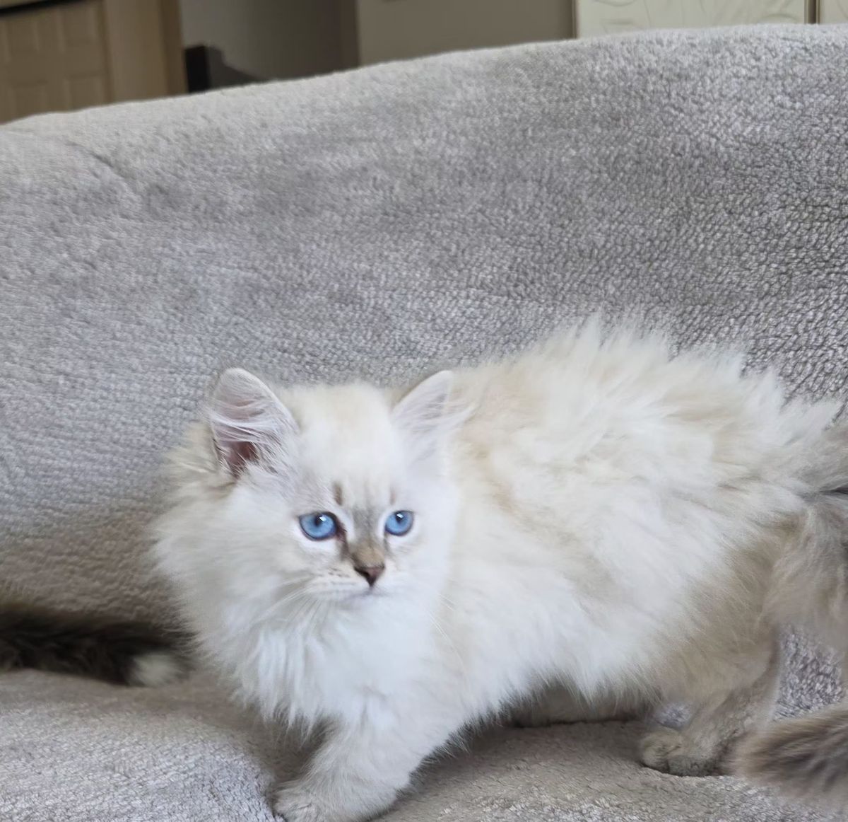 Chaton, portée du 27 juin 2026, SiberStar