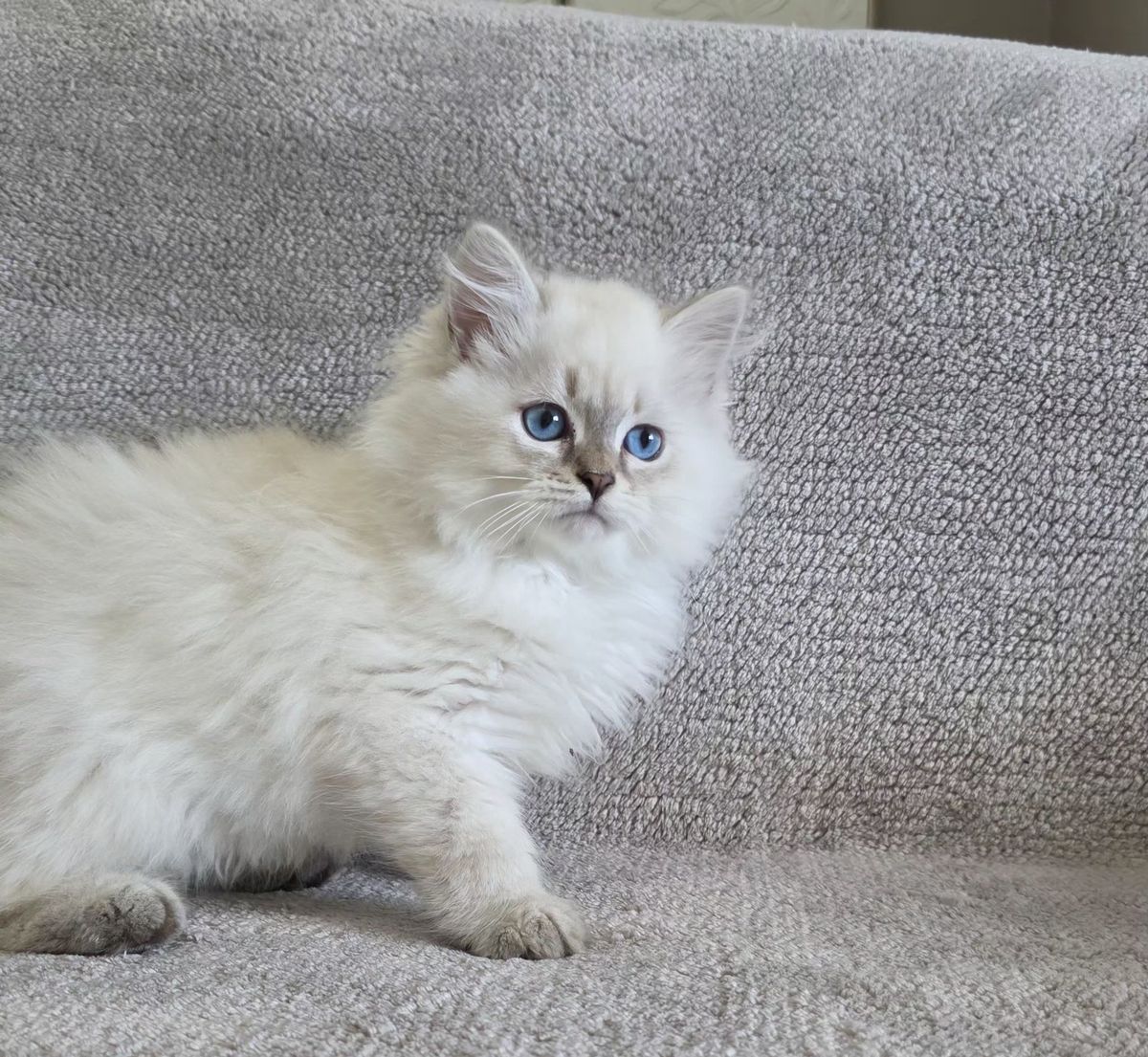 Chaton, portée du 27 juin 2026, SiberStar