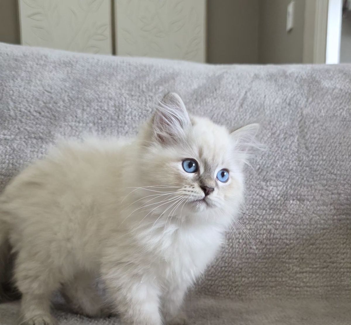 Chaton, portée du 27 juin 2026, SiberStar