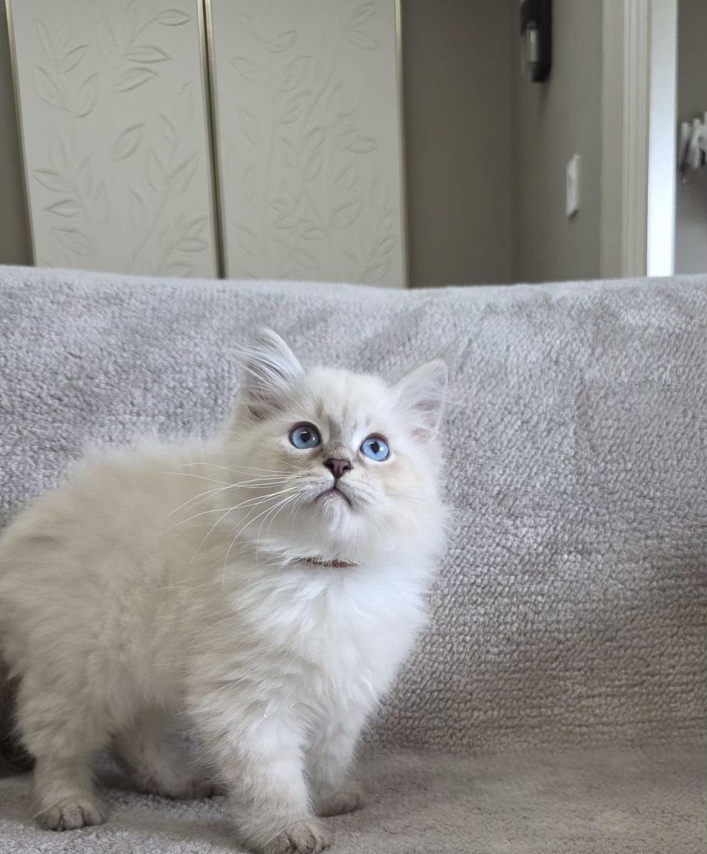Chaton, portée du 27 juin 2026, SiberStar