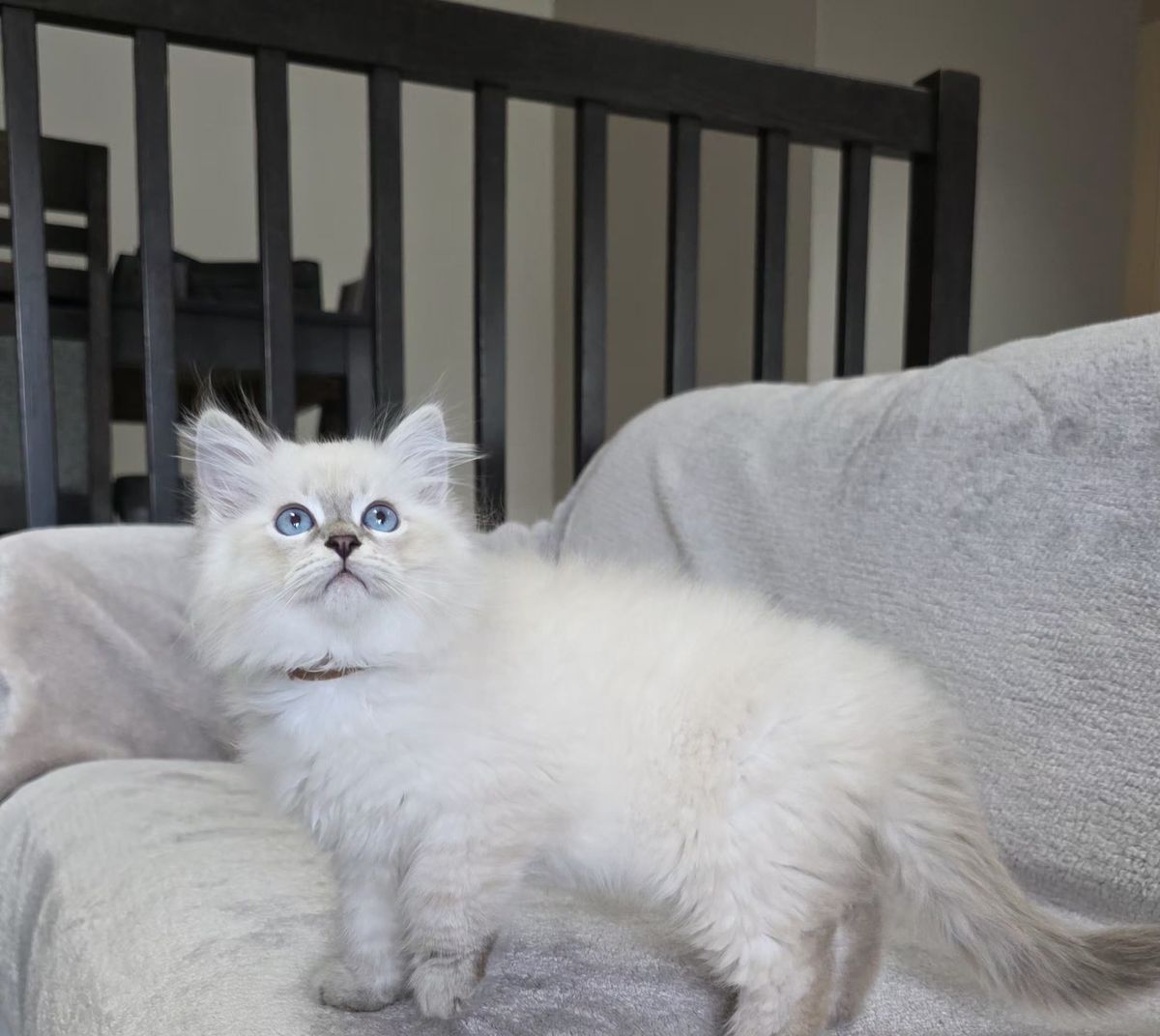 Chaton, portée du 27 juin 2026, SiberStar