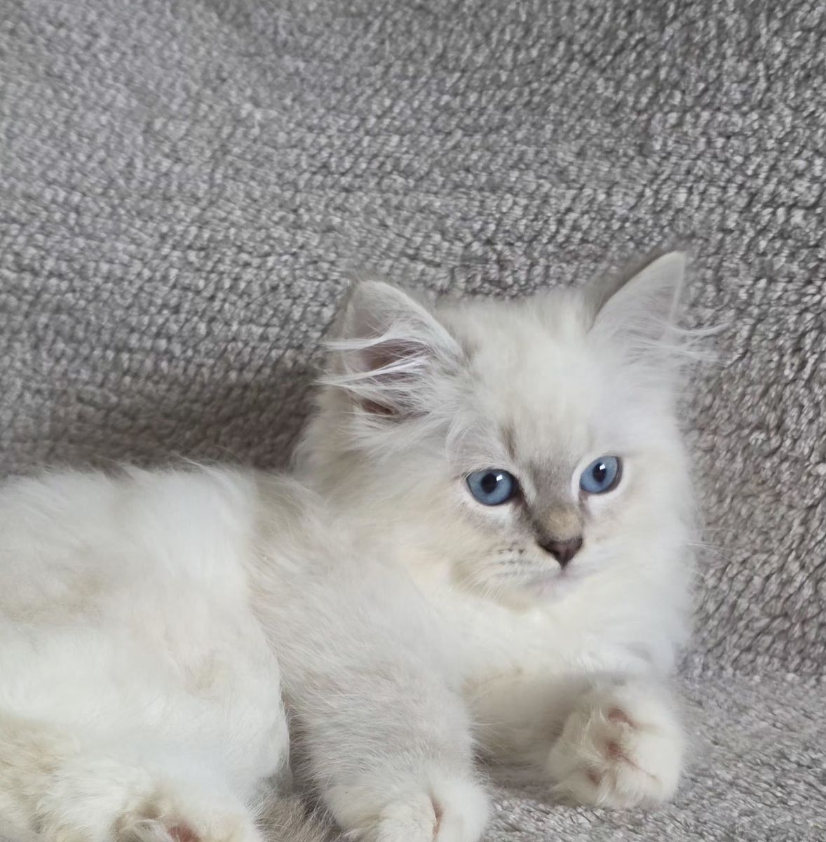 Chaton, portée du 27 juin 2026, SiberStar