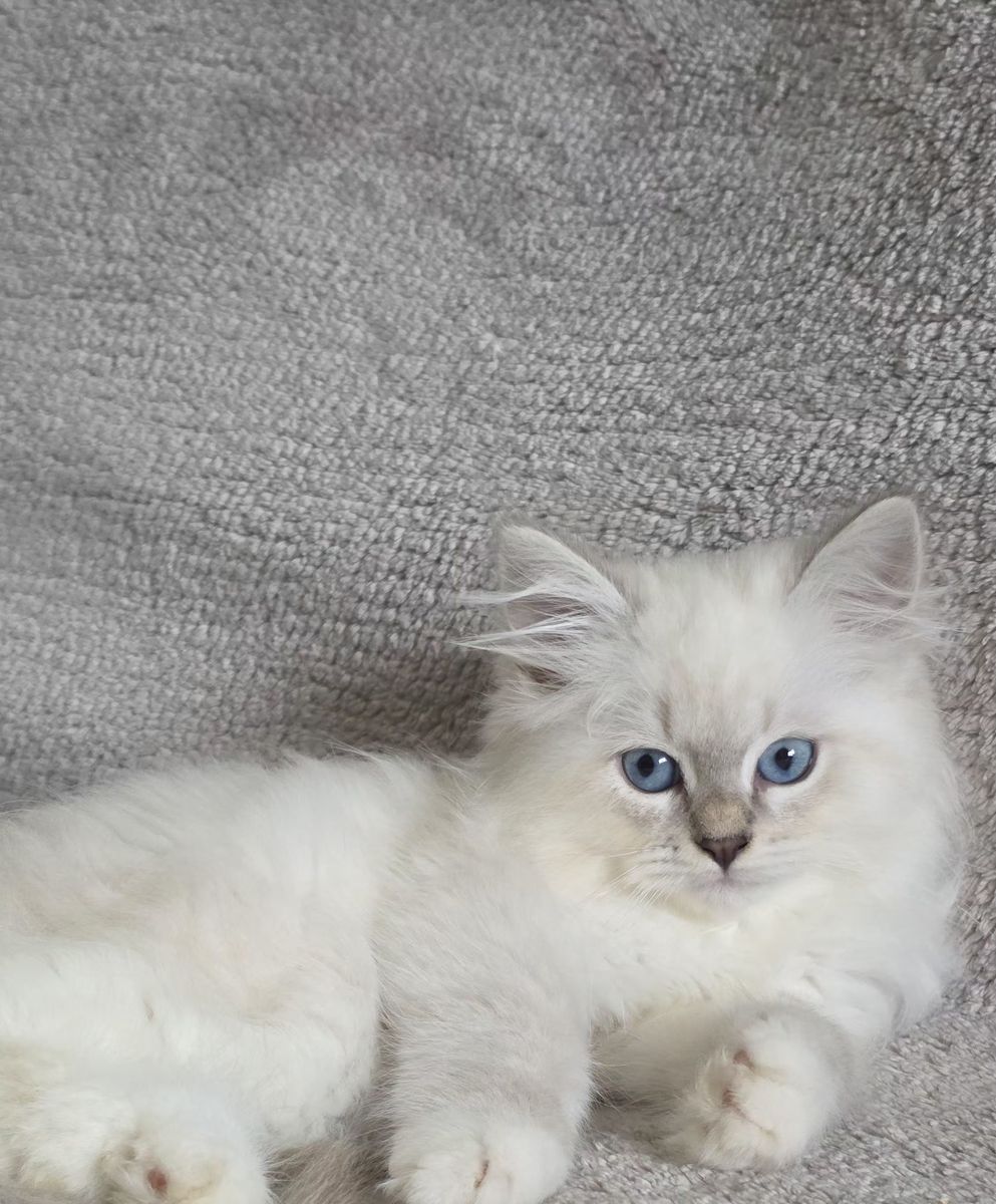 Chaton, portée du 27 juin 2026, SiberStar