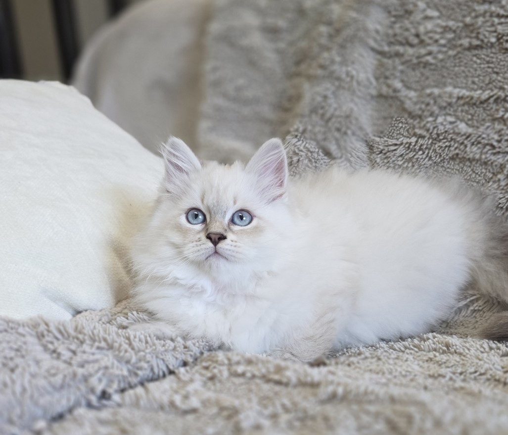 Chaton, portée du 10 juin 2026, SiberStar