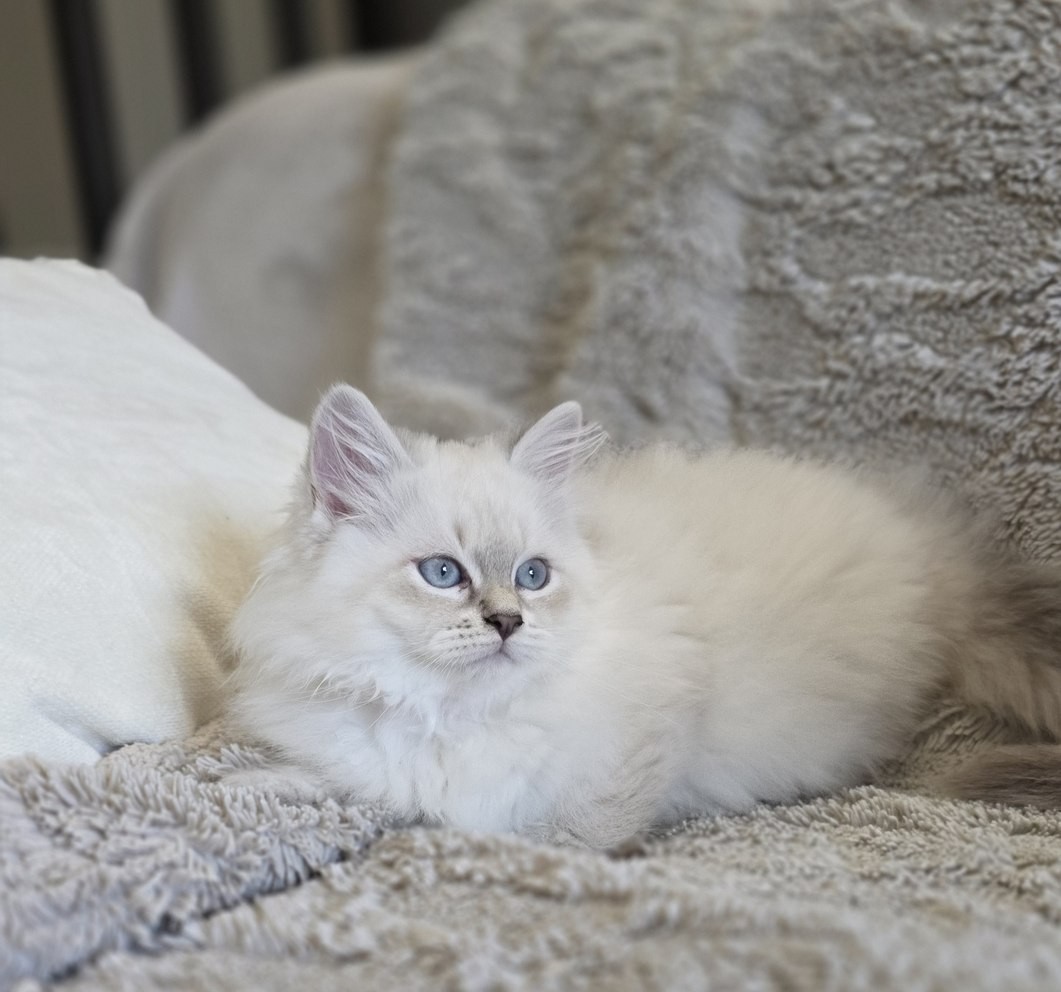Chaton, portée du 10 juin 2026, SiberStar