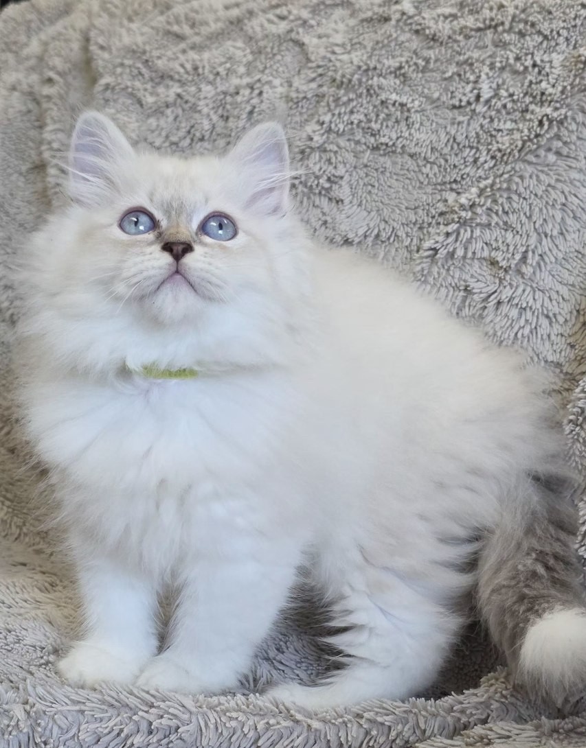 Chaton, portée du 10 juin 2026, SiberStar