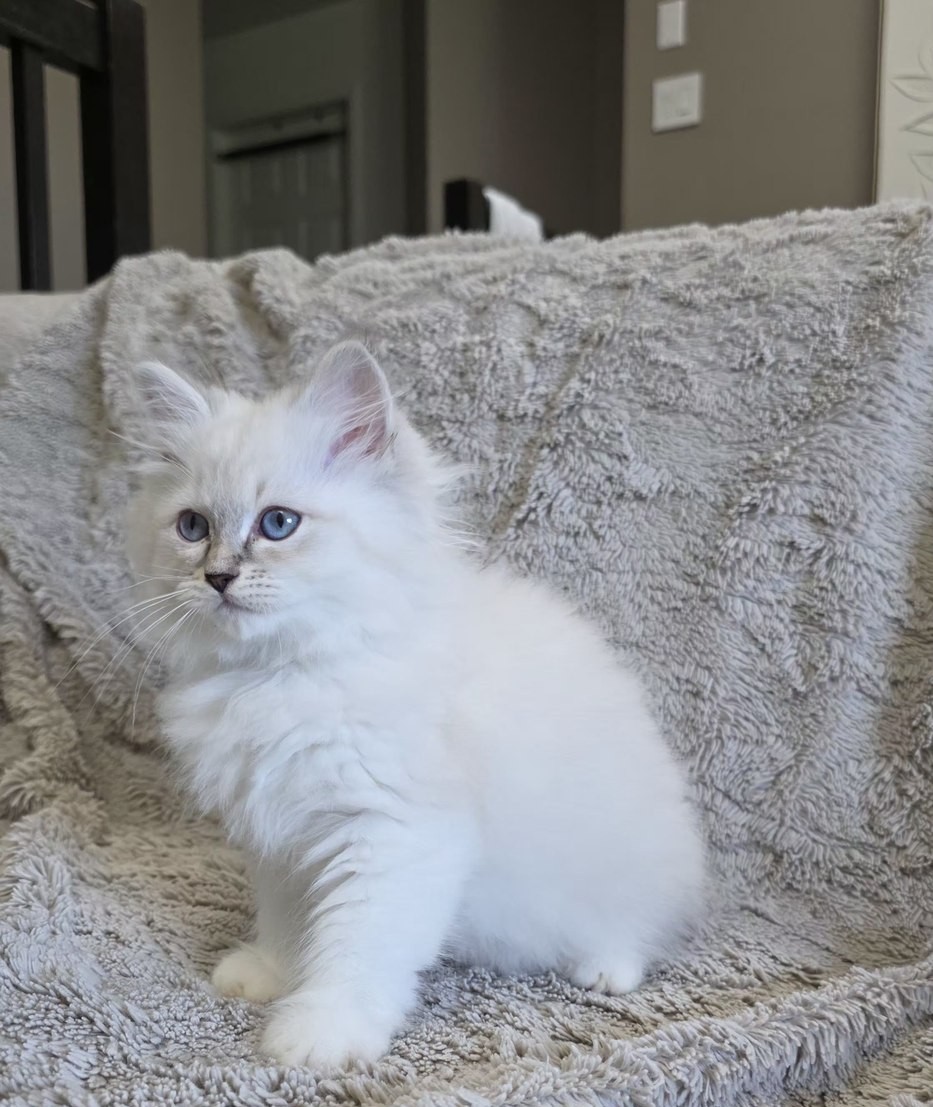 Chaton, portée du 10 juin 2026, SiberStar