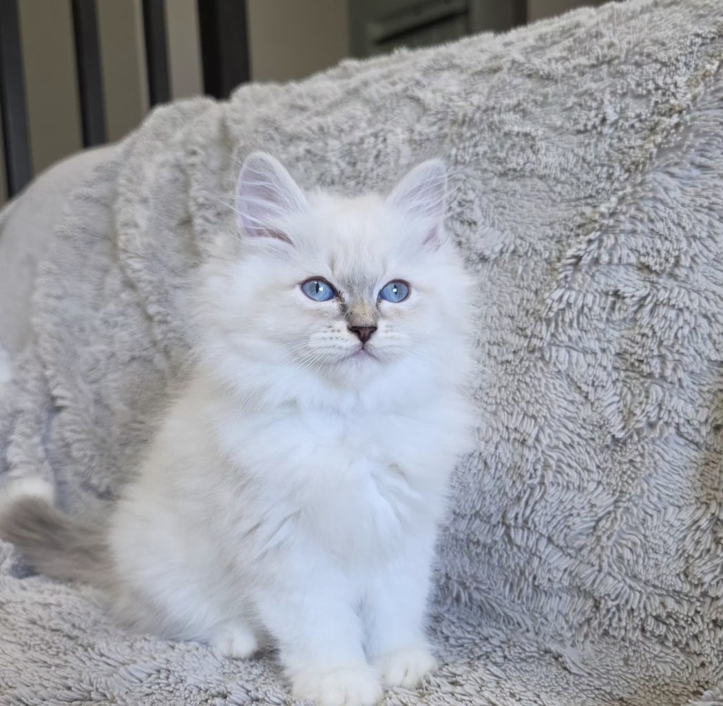 Chaton, portée du 10 juin 2026, SiberStar