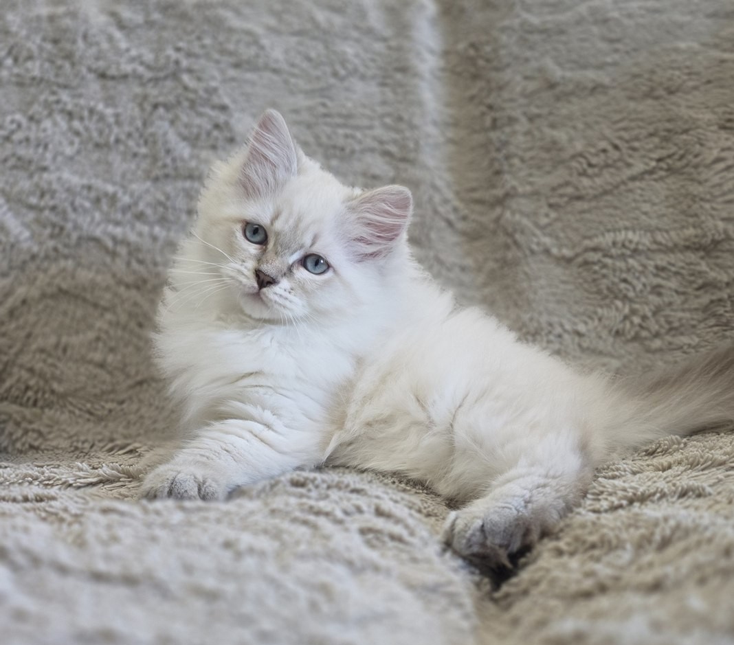 Chaton, portée du 10 juin 2026, SiberStar