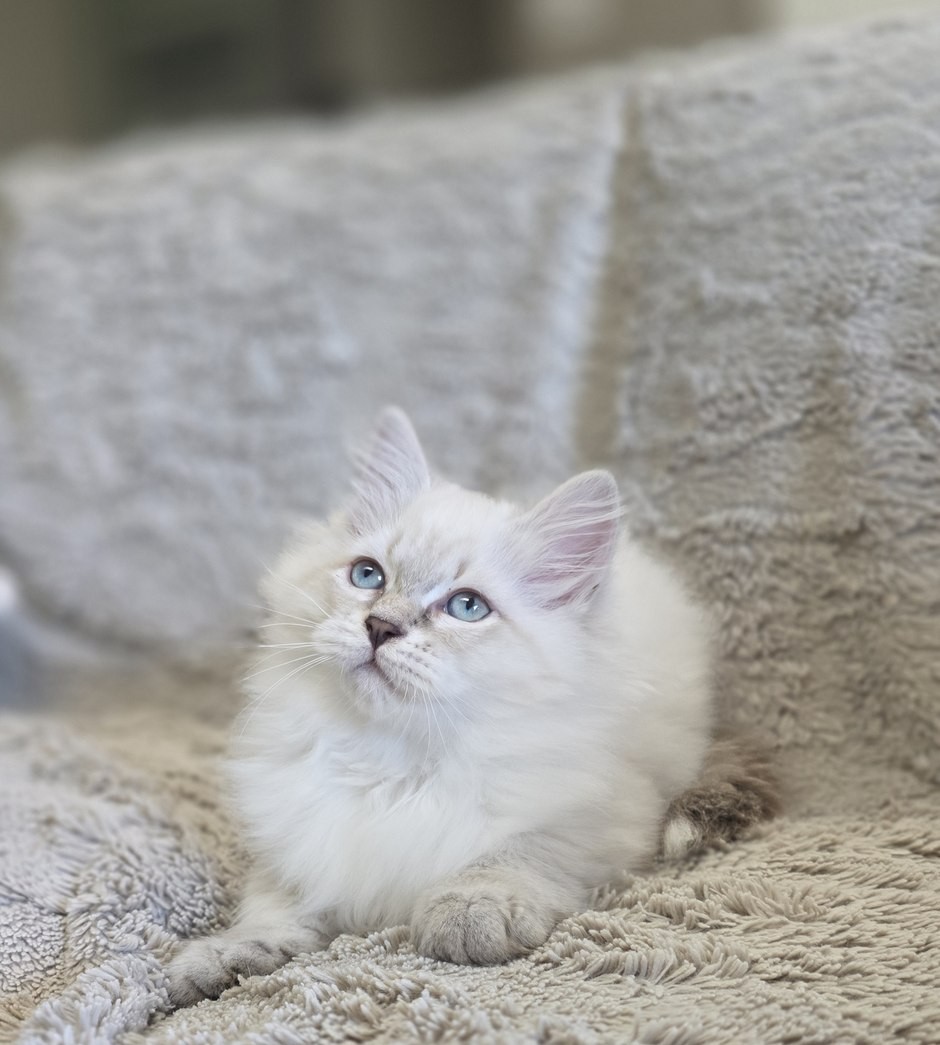 Chaton, portée du 10 juin 2026, SiberStar