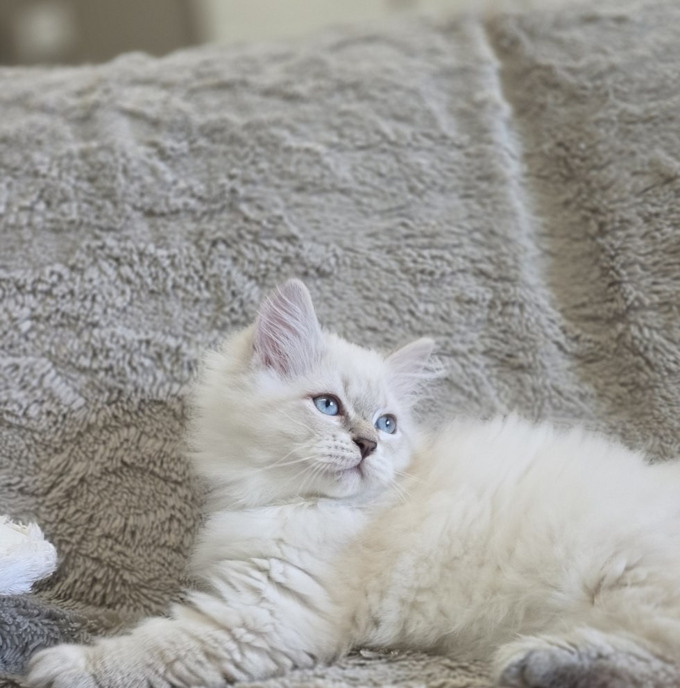 Chaton, portée du 10 juin 2026, SiberStar