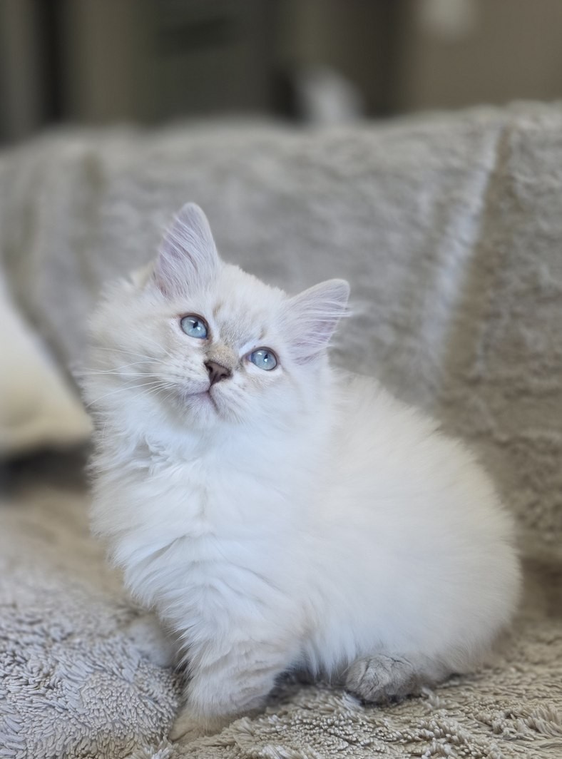 Chaton, portée du 10 juin 2026, SiberStar