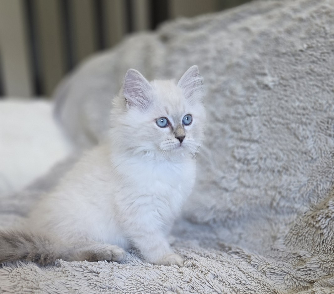 Chaton, portée du 9 juin 2026, SiberStar