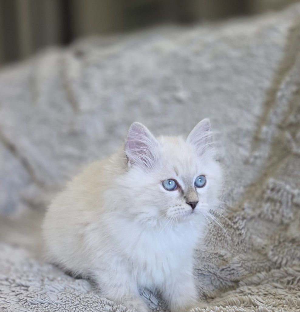 Chaton, portée du 9 juin 2026, SiberStar