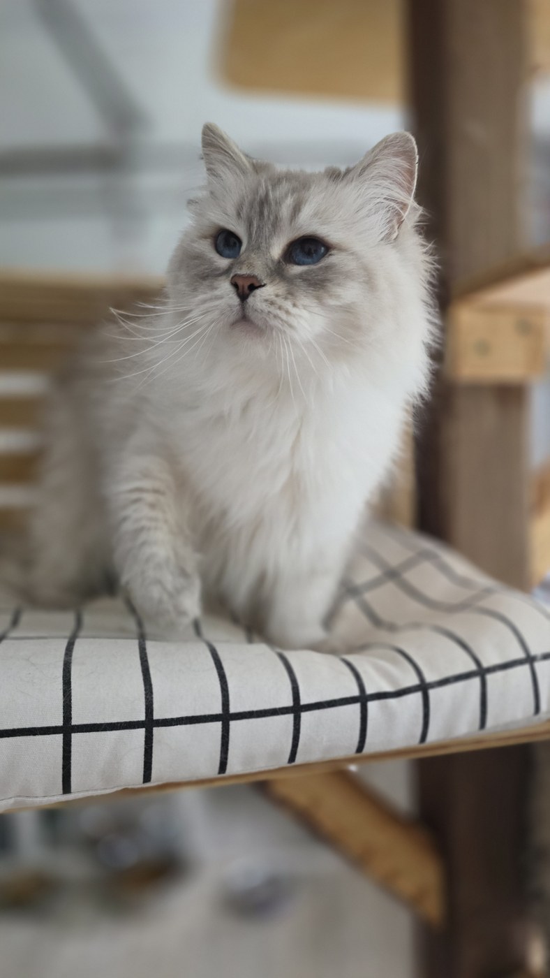 Étoile SiberStar, chatte Sibérienne retraitée à l'adoption