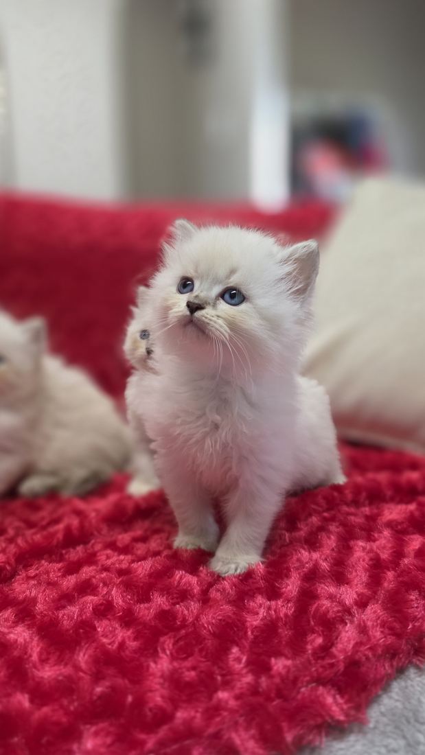 Chaton Sibérien SiberStar